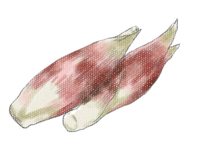 myoga1