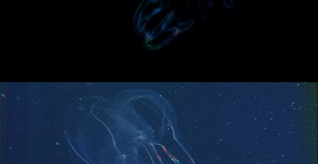 Children of the Sea X JAMSTEC