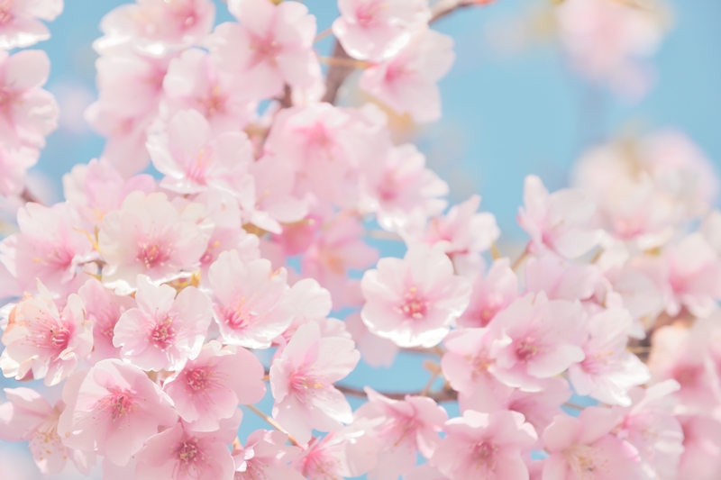 花暦 Hanagoyomi ปฏิทินดอกไม้ 