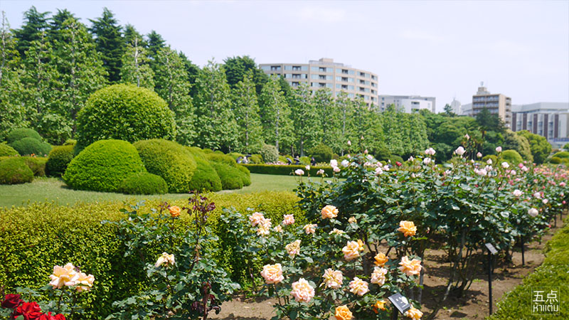 Shinjuku Gyoen ชมธรรมชาติและดอกไม้ 4 ฤดูใจกลางชินจูกุ
