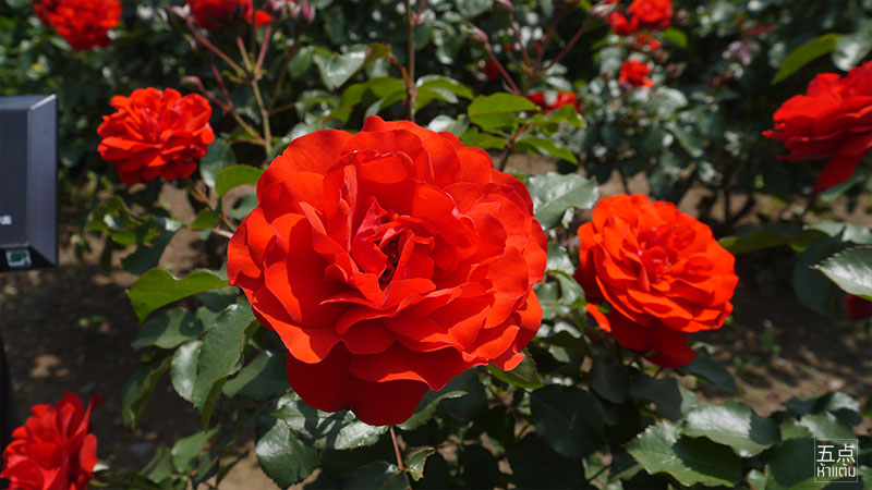 Shinjuku Gyoen ชมธรรมชาติและดอกไม้ 4 ฤดูใจกลางชินจูกุ