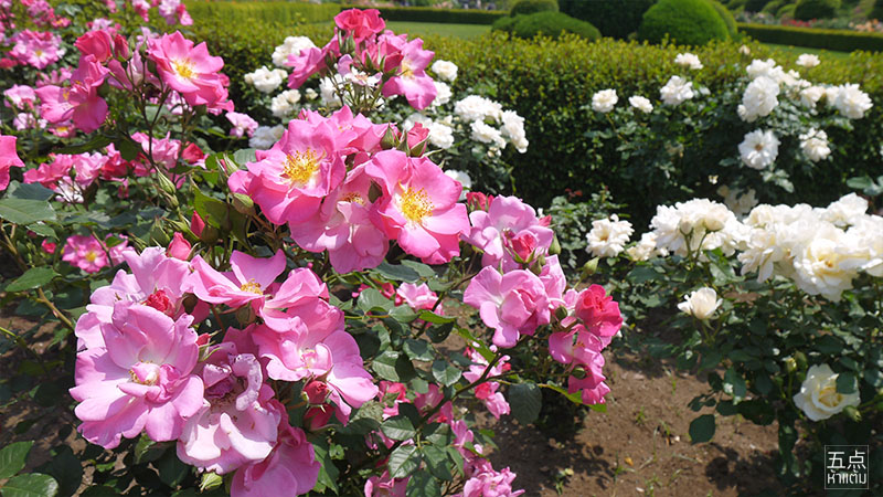 Shinjuku Gyoen ชมธรรมชาติและดอกไม้ 4 ฤดูใจกลางชินจูกุ