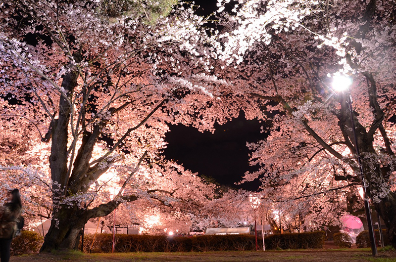 Spring in Tohoku : ใบไม้ผลิที่โทโฮคุ