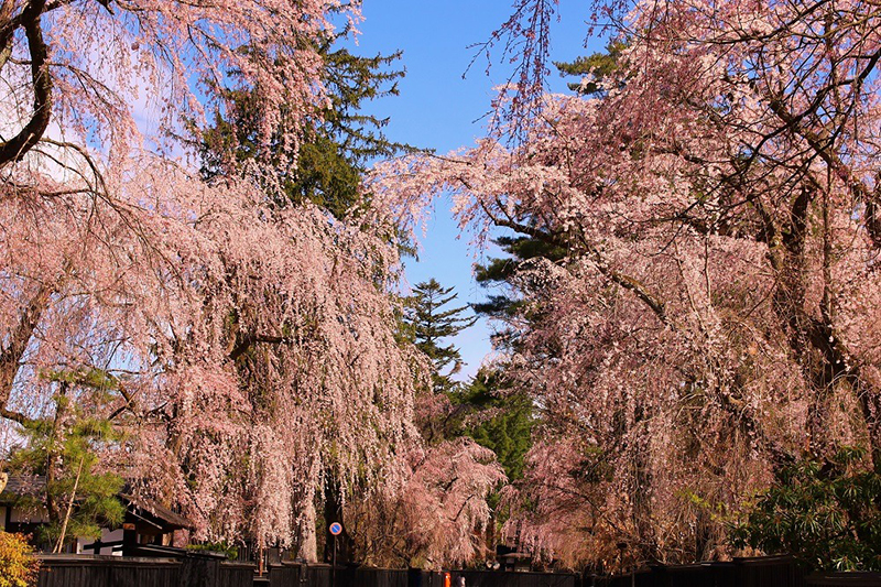 Spring in Tohoku : ใบไม้ผลิที่โทโฮคุ