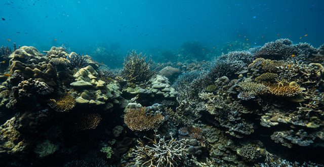 ชวนไปเปิดโลกใต้ทะเล ด้วย "Freediving"