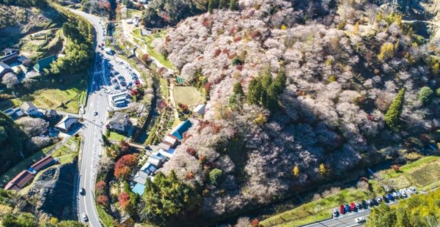 แนะนำ 2 สถานที่ชม “Obara Shikizakura”