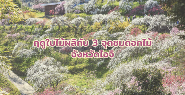 ฤดูใบไม้ผลิกับ 3 จุดชมดอกไม้ในจังหวัดไอจิ