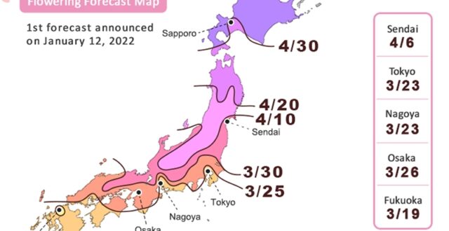 Cherry Blossom Forecast Japan Meteorological Corporation
