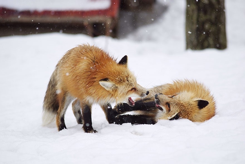 หมู่บ้านสุนัขจิ้งจอก เมืองซาโอะ Kitsune Mura –Village of Fox