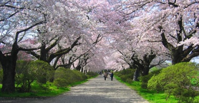 8 Bucket list to do before die - KITAKAMI TENSHOCHI PARK