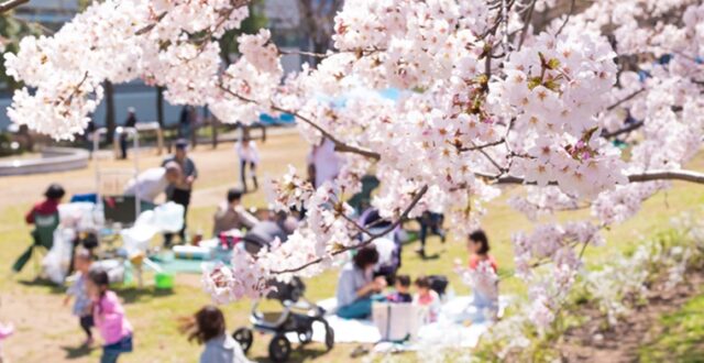 ฤดูกาลแห่งซากุระและการชมดอกไม้ (Sakuran and Hanami)