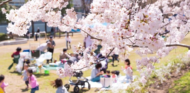 ฤดูกาลแห่งซากุระและการชมดอกไม้ (Sakuran and Hanami)