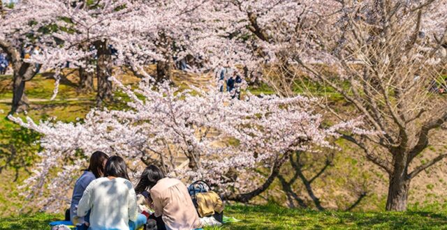 ฤดูกาลแห่งซากุระและการชมดอกไม้ (Sakuran and Hanami)