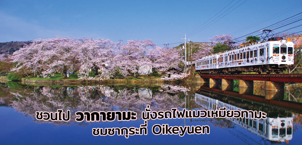 นั่งรถไฟแมวเหมียวทามะชมซากุระที่ Oikeyuen, Wakayama