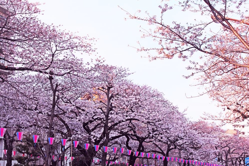เทศกาล Bunkyo Cherry Blossom Festival