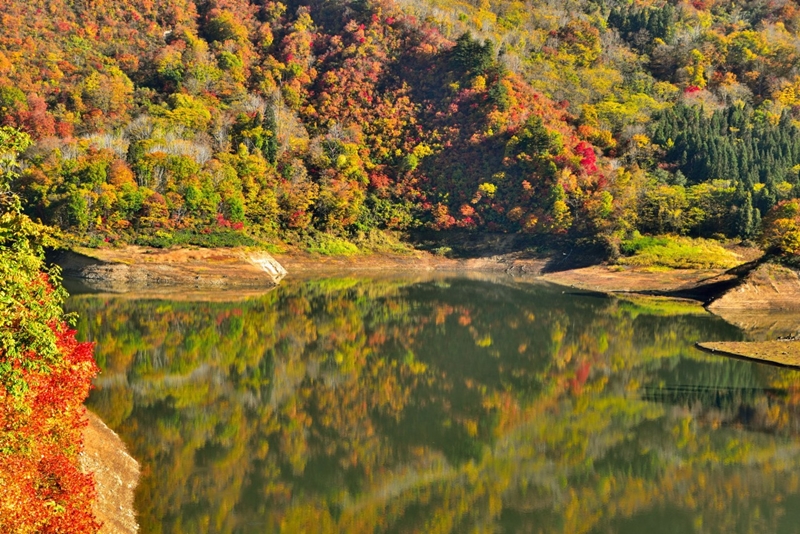สัมผัสความสวยงามของ "ป่าจมน้ำ" ที่ทะเลสาบ Shirakawa