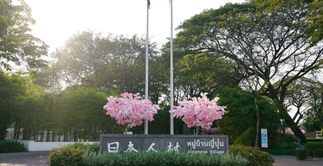 HANAMI กลางกรุงเก่า ชวนเดินชมซากุระที่ “หมู่บ้านญี่ปุ่น อยุธยา”