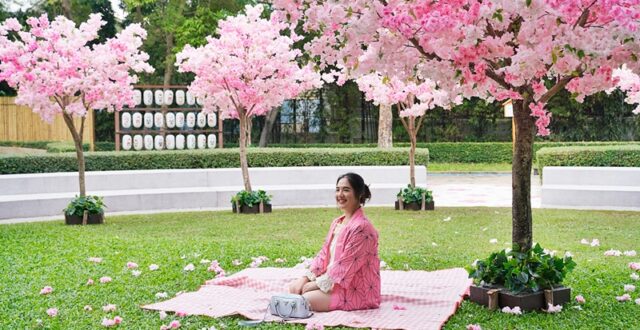 HANAMI กลางกรุงเก่า ชวนเดินชมซากุระที่ “หมู่บ้านญี่ปุ่น อยุธยา”