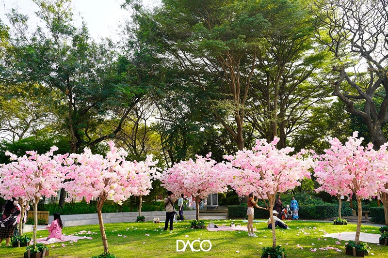 HANAMI กลางกรุงเก่า ชวนเดินชมซากุระที่ “หมู่บ้านญี่ปุ่น อยุธยา”