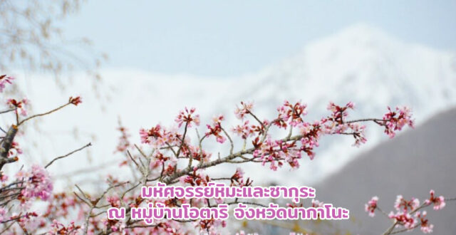 มหัศจรรย์หิมะและซากุระ ณ Otari Village