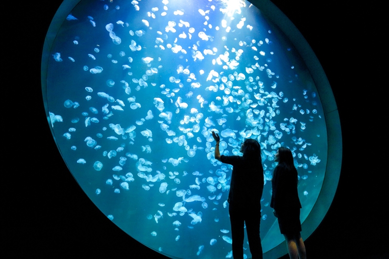Kamo Aquarium พิพิธภัณฑ์แมงกะพรุนอันดับ 1 ของโลก กลับมาเปิดให้บริการอีกครั้งแล้ว!