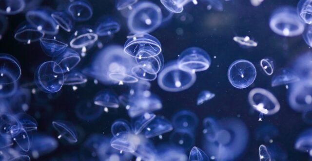 Kamo Aquarium พิพิธภัณฑ์แมงกะพรุนอันดับ 1 ของโลก กลับมาเปิดให้บริการอีกครั้งแล้ว!