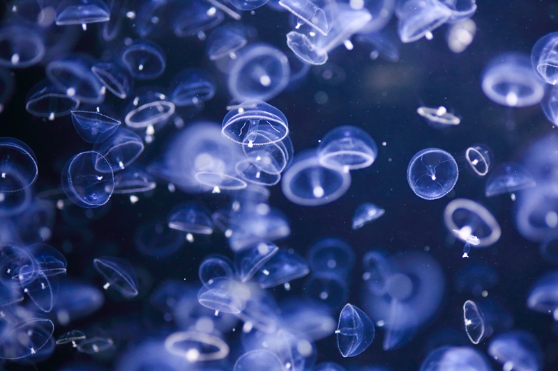 Kamo Aquarium พิพิธภัณฑ์แมงกะพรุนอันดับ 1 ของโลก กลับมาเปิดให้บริการอีกครั้งแล้ว!